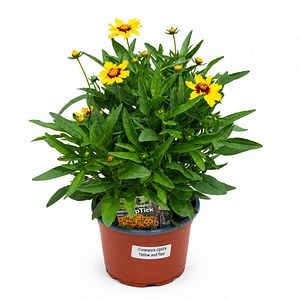 Coreopsis (Coreopsis Uptick Yellow and Red), H 35 cm