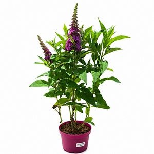 Liliac de vara (Buddleja Butterfly Candy Cerise), H 45 cm
