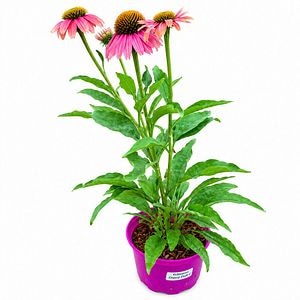 Echinacea Chunky Purple, D17 cm, H45 cm