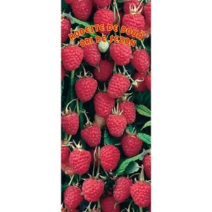 Arbust fructifier, zmeur