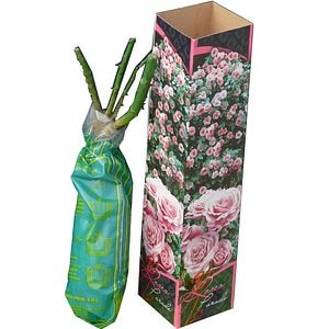 Trandafiri butasi - diferite culori