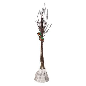 Pom fructifer, cais, coaja portocalie