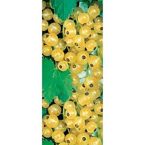 Arbust fructifier, agris