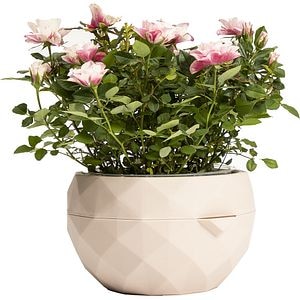 Ghiveci Allium, 20 cm, roz