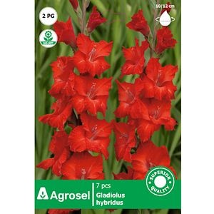 Bulbi Gladiole AGROSEL, rosu