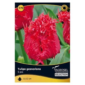 Bulbi Lalea Barbados AGROSEL SELECTION, rosu