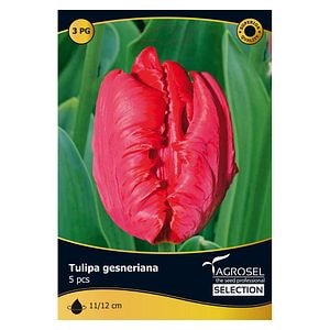Bulbi Lalea Giant Parrot AGROSEL SELECTION, rosu