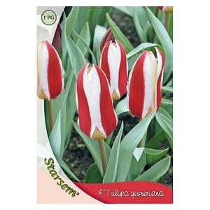Bulbi Lalea Rosy Dream STARSEM, rosu-alb