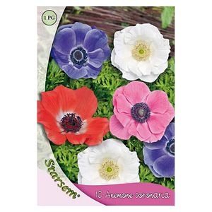 Bulbi Anemone mixt STARSEM, multicolor