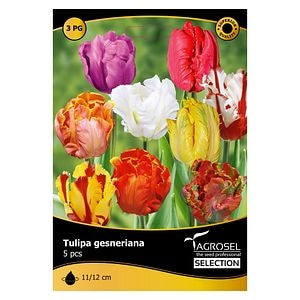 Bulbi Lalea Parrot AGROSEL SELECTION, mix