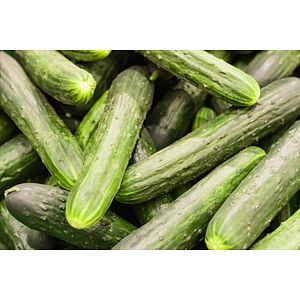 Seminte castraveti Crisan • Agrosel