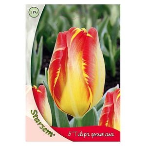 Bulbi Lalea Banja Luka STARSEM, rosu-galben