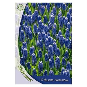 Bulbi Muscari Armeniacum STARDEM, albastru