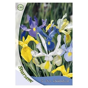 Bulbi Iris Hollandica mixt STARSEM, multicolor