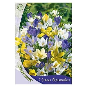 Bulbi Brandusa Botanica STARSEM, multicolor