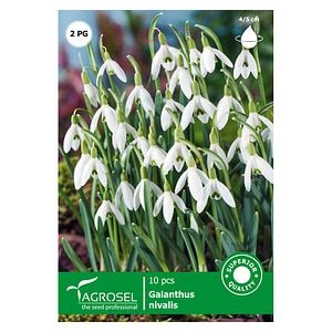 Bulbi Galanthus Nivalis AGROSEL, alb