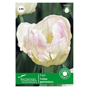 Bulbi Lalea Libretto Parrot AGROSEL, alb