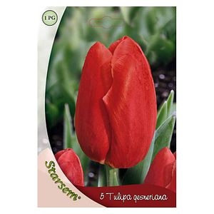 Bulbi Lalea Apeldoorn STARSEM, rosu