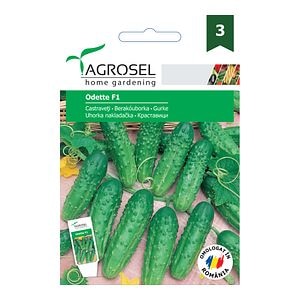 Sem Castraveti Odette F1 Agro