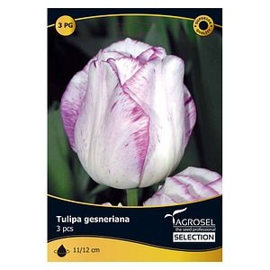 Bulbi Lalea Double Shirley AGROSEL SELECTION, alb-mov