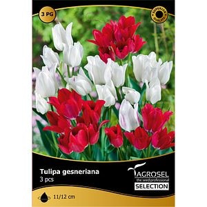 Bulbi Lalea Club Mix AGROSEL SELECTION