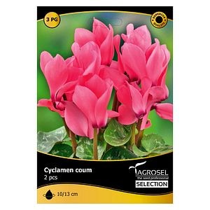 Bulbi Cyclamen Coum AGROSEL SELECTION, roz