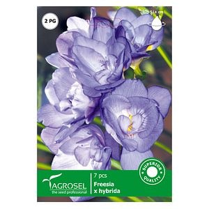 Bulbi Frezia Double Colour AGROSEL
