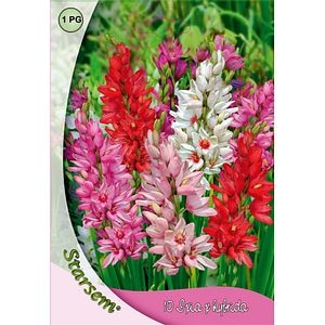 Bulbi Ixia STARSEM, mix