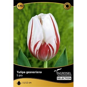 Bulbi Lalea Carnaval de Rio AGROSEL, alb-rosu