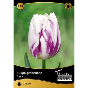 Bulbi Lalea Flaming Flag AGROSEL, alb-mov