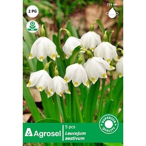 Bulbi ghiocei de vara AGROSEL, 5 bucati