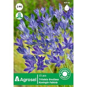 Bulbi triteleia Fabiola AGROSEL, 15 bucati