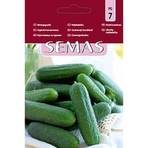 Castraveti Bicaz F1 SEMAS, 20 bucati