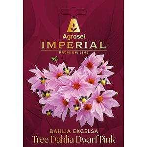 Dhalia Imperialis Tree Dhalia Dwarf Dark Pink AGROSEL, 1 bulb