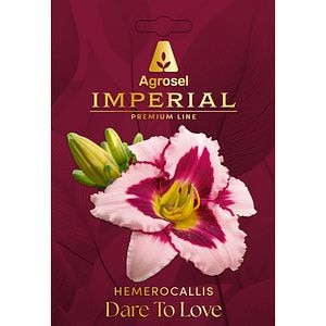 Crin Hemerocallis Dare To Love AGROSEL, 1 bulb
