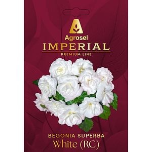 Begonia Superba White AGROSEL, 3 bulbi