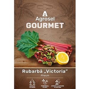 Rubarba AGROSEL Victoria Rheum Rhabarbarum