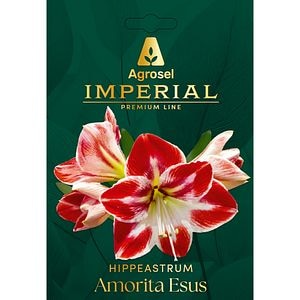 Bulb amaryllis Samba IMPERIAL, 1 bucata