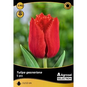 Bulbi lalea Crystal Beauty AGROSEL SELECTION, 5 bucati