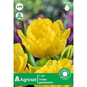 Bulbi lalea Yellow Pomponnette AGROSEL, 4 bucati