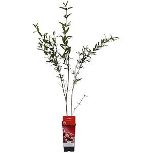 Rodie (Punica granatum), H 110 cm