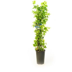 Iedera irlandeza (Hedera hibernica), H 70 cm