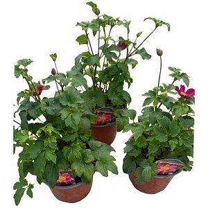 Anemone Hupehensis, D17cm, H80cm
