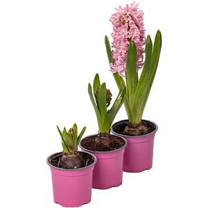 Zambila, bulbi, 30 cm