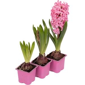 Zambila, in ghiveci, inaltime 20 - 30 cm