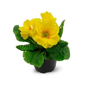 Primula, 9 cm, in ghiveci