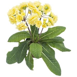 Primula, 25cm, multicolor