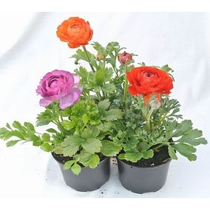Ranunculus, 12 cm
