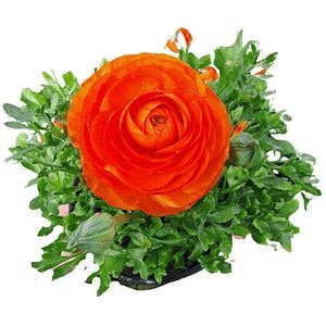 Ranunculus Extra, D 13 cm, H 25 cm