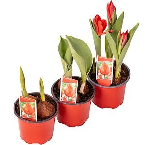 Tulipa X Hybrida 9